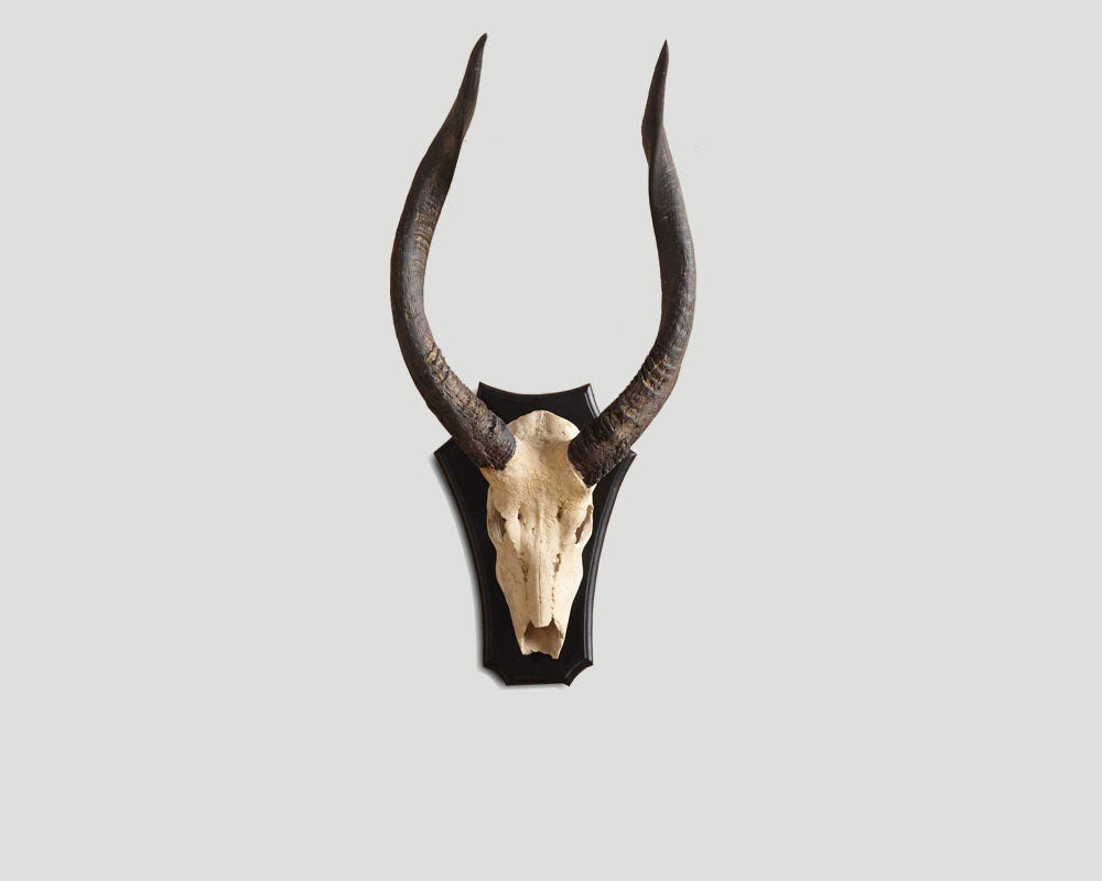 Impala Geweih Male aus Naturharz von Dialma Brown