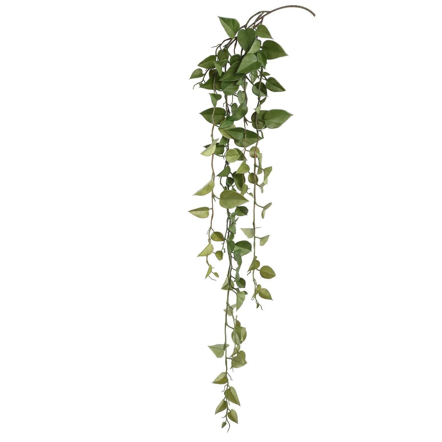 philodendron hängepflanze Hängepflanze Philodendron