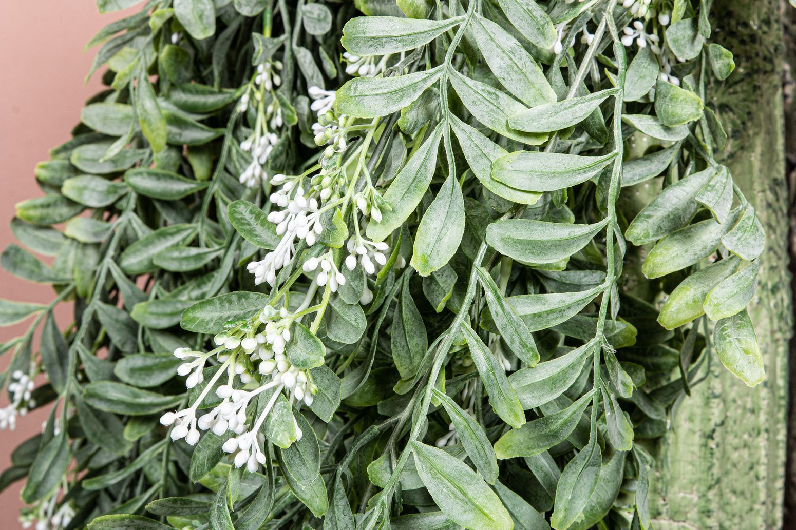 Blätter Pflanze grüne Hängepflanze mit Beeren
