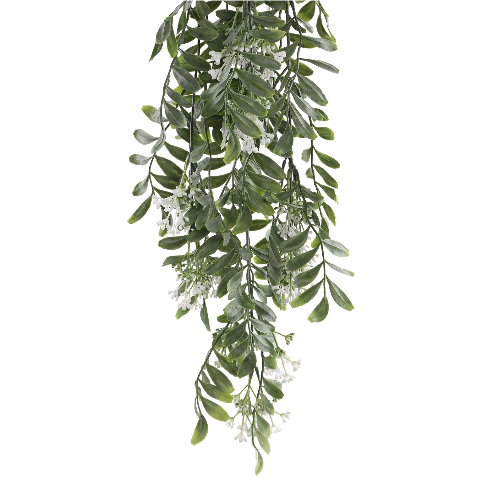 Blätter Pflanze grüne Hängepflanze mit Beeren