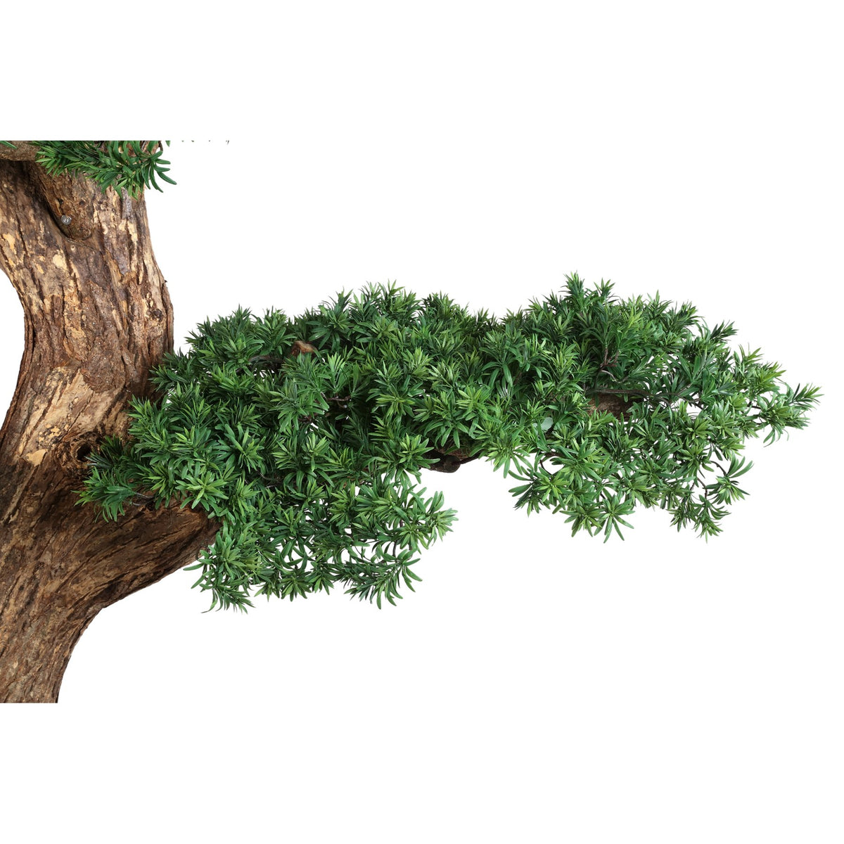 Detail der Bonsai-Kiefer XL mit Rinde und Nadelpolstern
