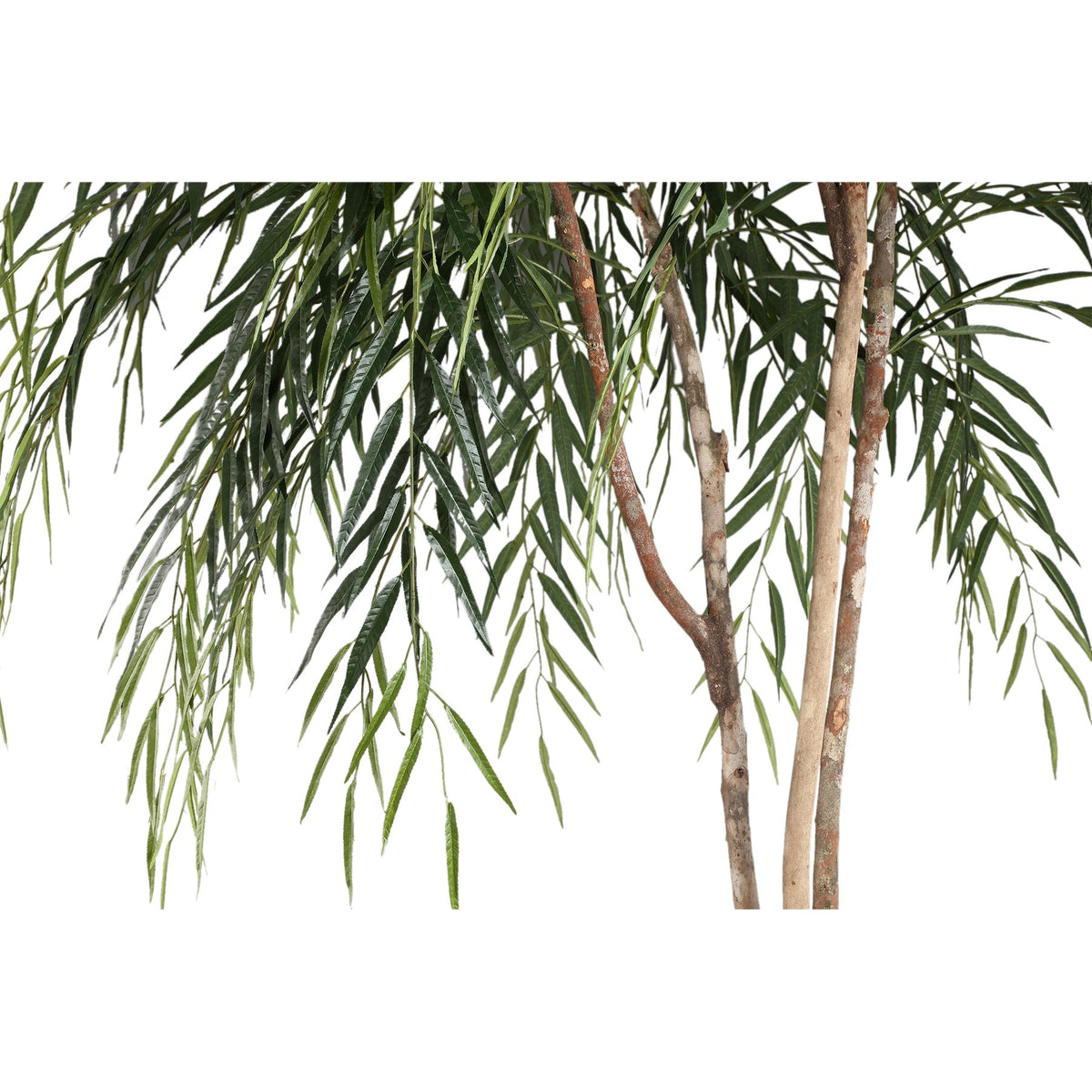 Detail der schmalen Blätter des Ficus Alii