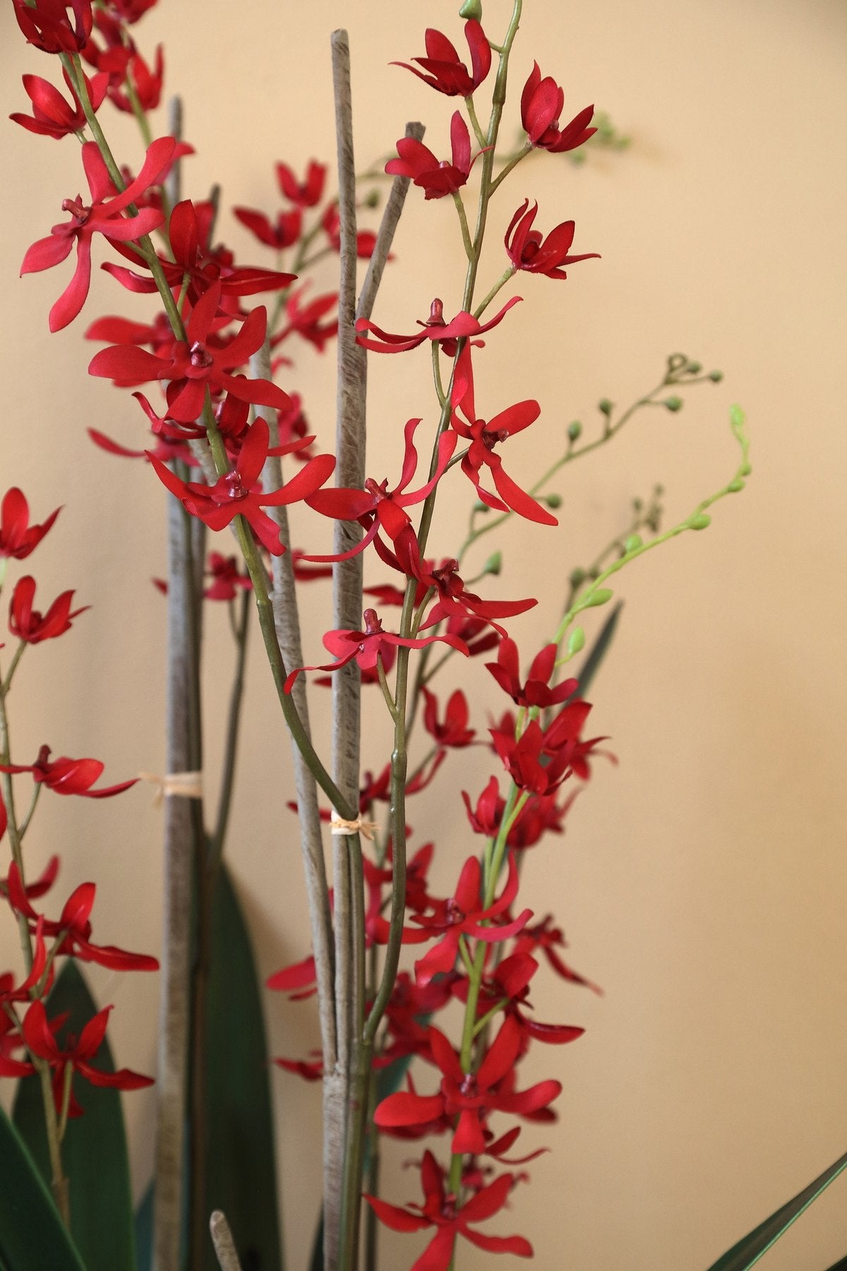 Detail der roten Orchideenblüten