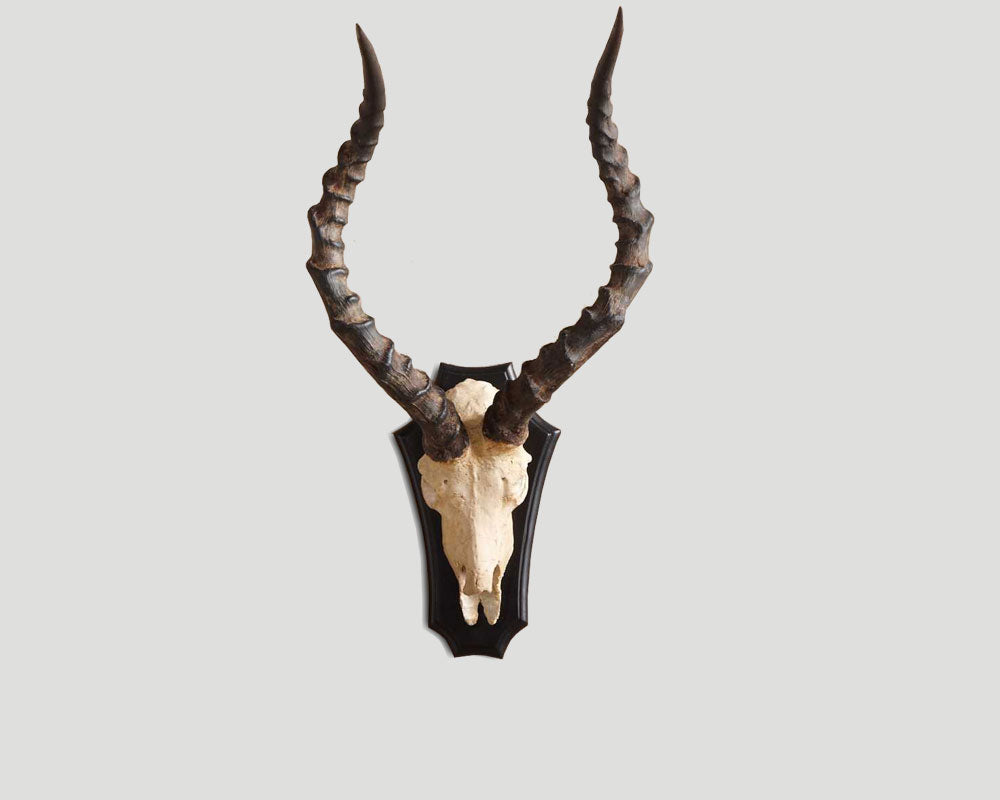 Impala Geweih Female aus Naturharz von Dialma Brown