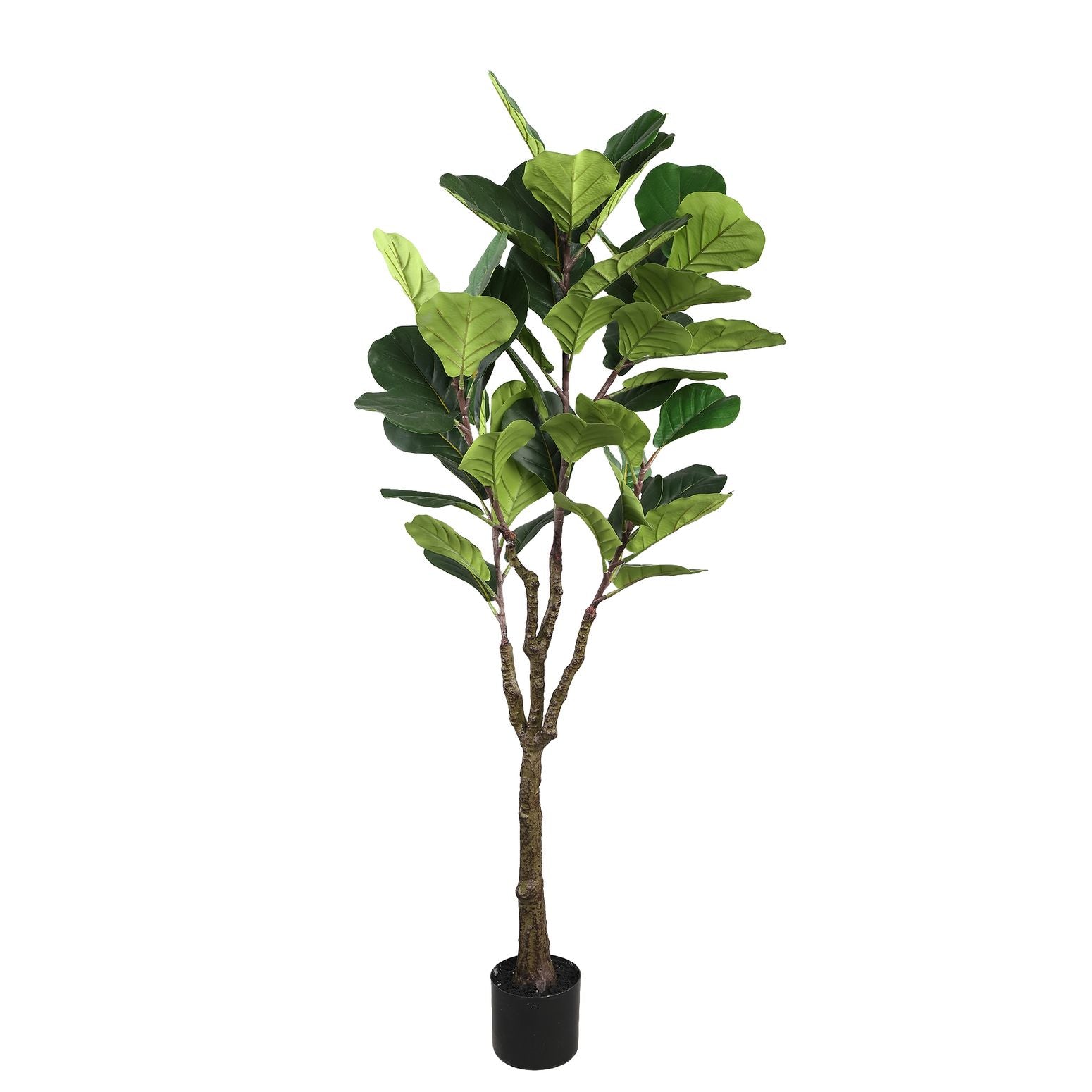 Geigenblattfeige im Topf | STUFF Shop
