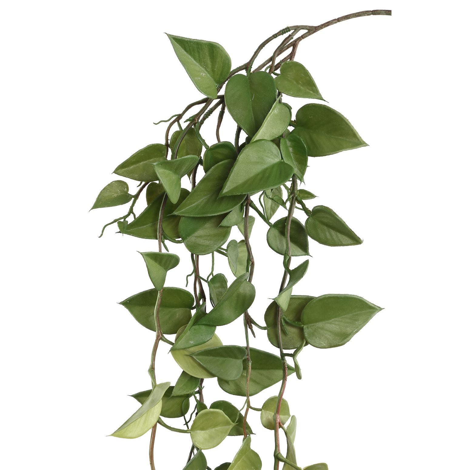 Hängepflanze Philodendron | STUFF Shop