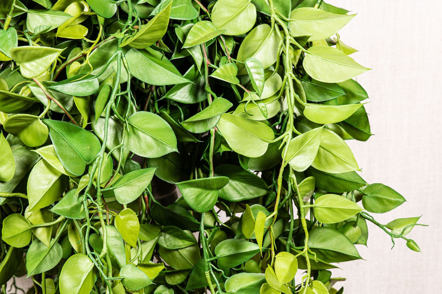 Hängepflanze Philodendron | STUFF Shop