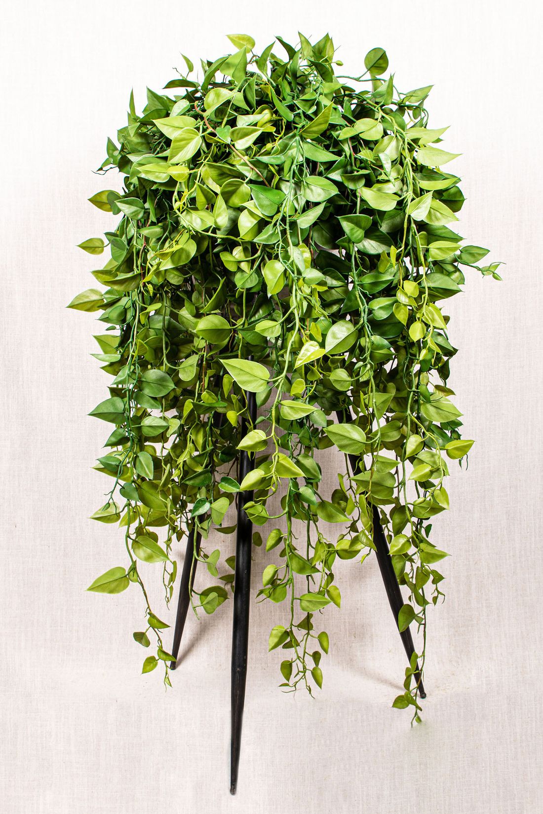 Hängepflanze Philodendron | STUFF Shop