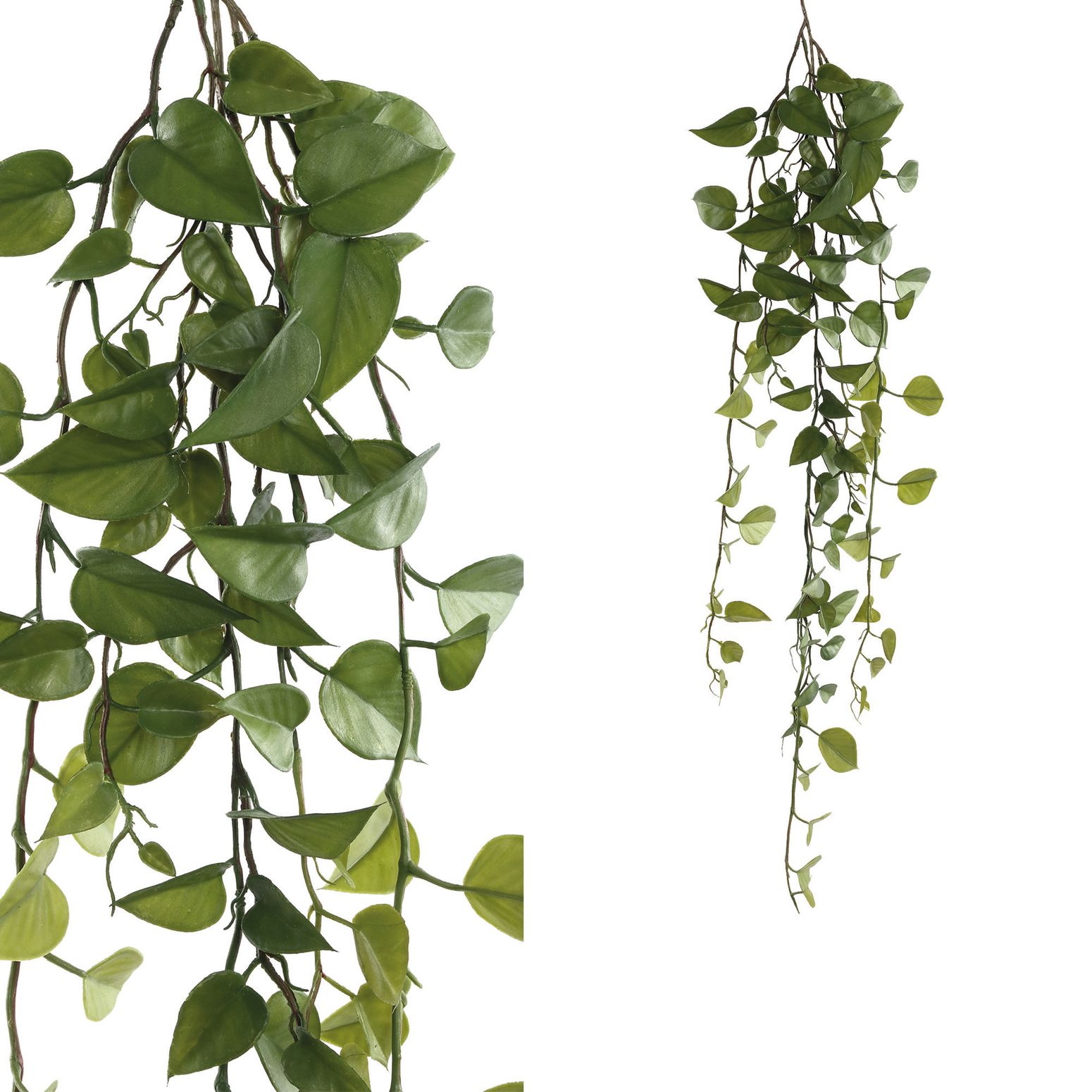 Hängepflanze Philodendron | STUFF Shop