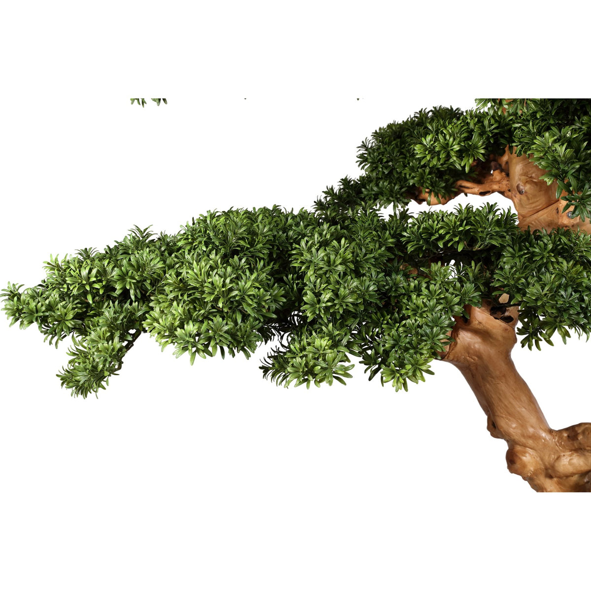 Detail der Bonsai-Kiefer XXL mit glattem Stamm