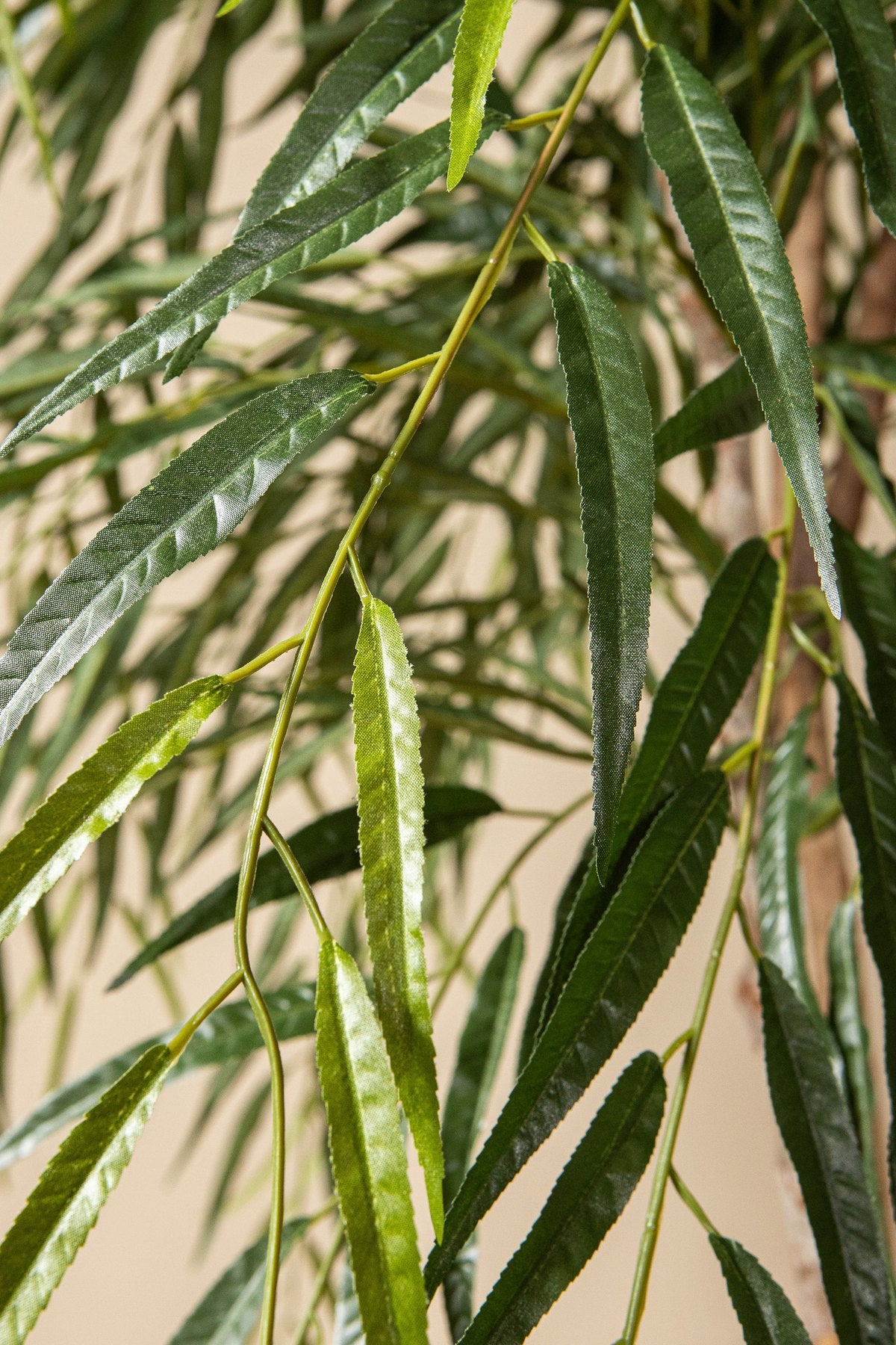 Detail der schmalen Blätter des Ficus Alii