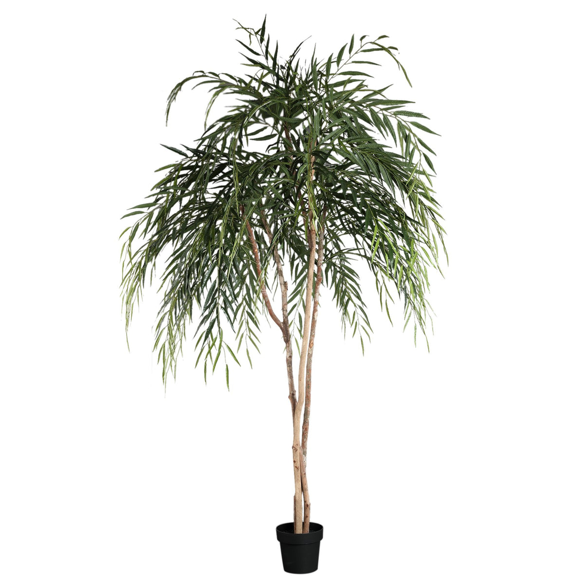 Kunst Ficus Alii im Topf von PTMD, freigestellt