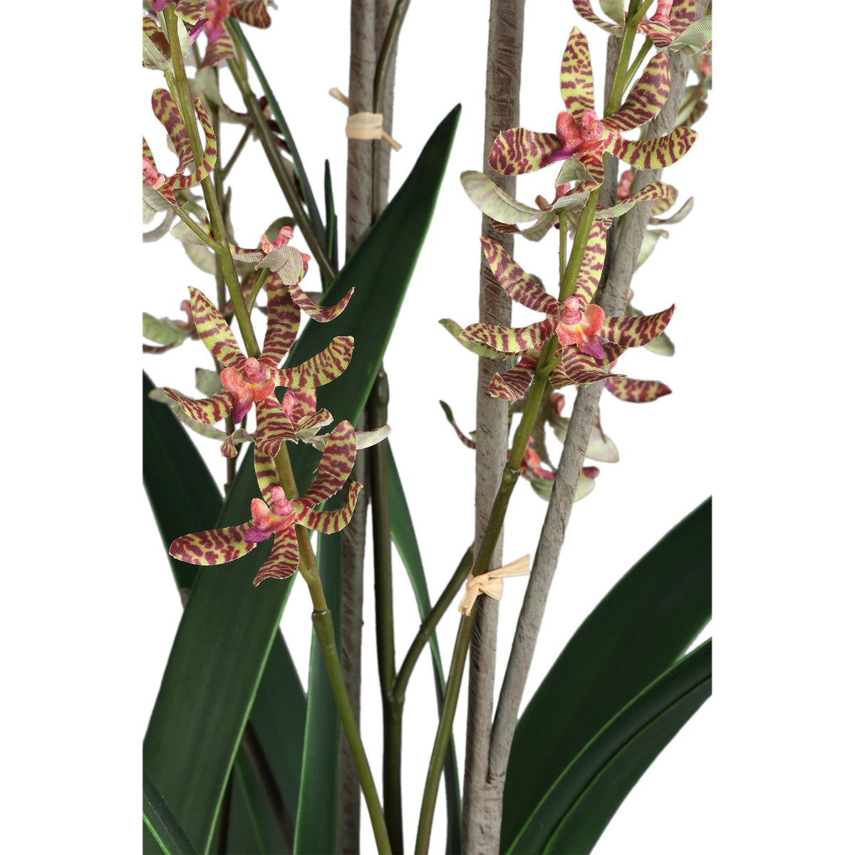 Detail der rosé gesprenkelten Orchideenblüten