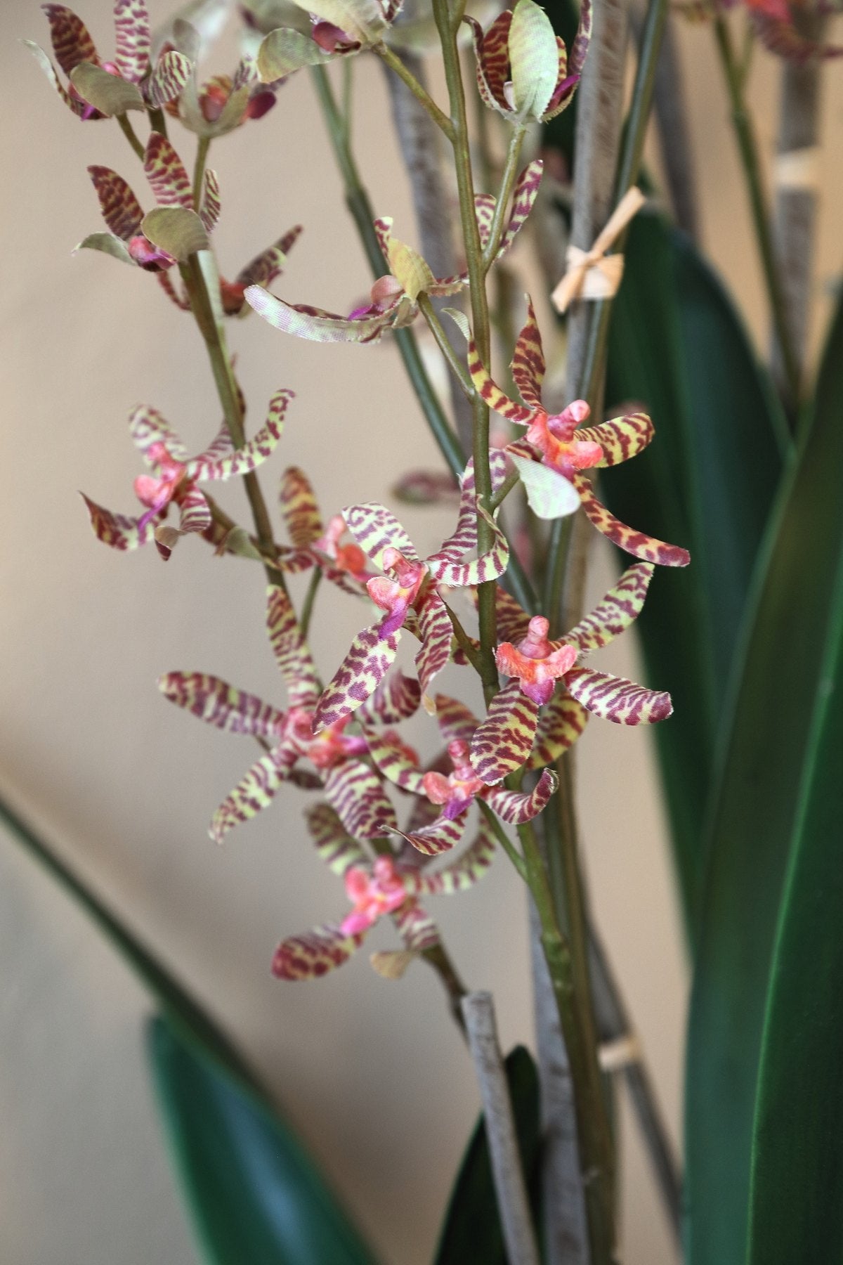 Detail der rosé gesprenkelten Orchideenblüten