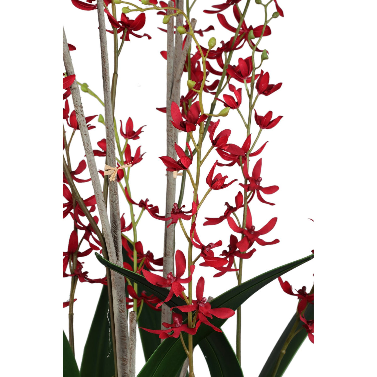 Detail der roten Orchideenblüten