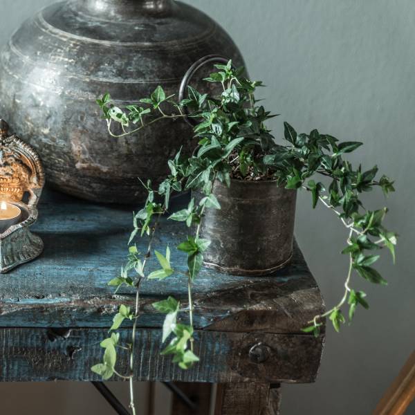Vintage Eisen Topf für Kräuter und Besteck - mit Pflanze in Tischecke